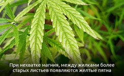 Priznaki-defitsita-magniya__HToxJPMhto9zA1VG.jpg Priznaki-defitsita-magniya__HToxJPMhto9zA1VG.jpg