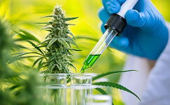 ebbu-i-canbreed-kompanii-ispolzuyushchie-crispr-v-proizvodstve-kannabisa__g8PgharDBTRHBEM4.jpg