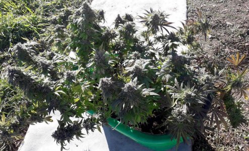 gorilla-glue-4-fem-anesia-seeds__VmasQvCFrl62fTVZ.jpg gorilla-glue-4-fem-anesia-seeds__VmasQvCFrl62fTVZ.jpg