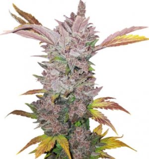 lsd auto.jpg
