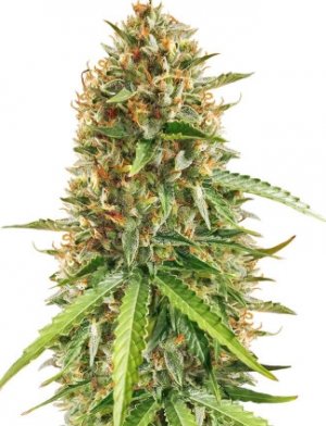 scout cookies.jpg